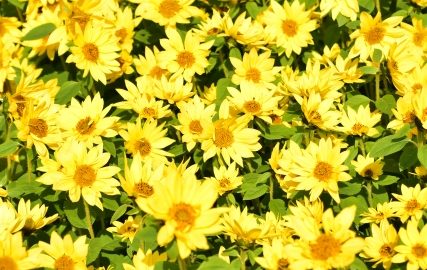 モヤモヤするのはもうおしまい!「本来の自分を取り戻して、自分軸で生きる」